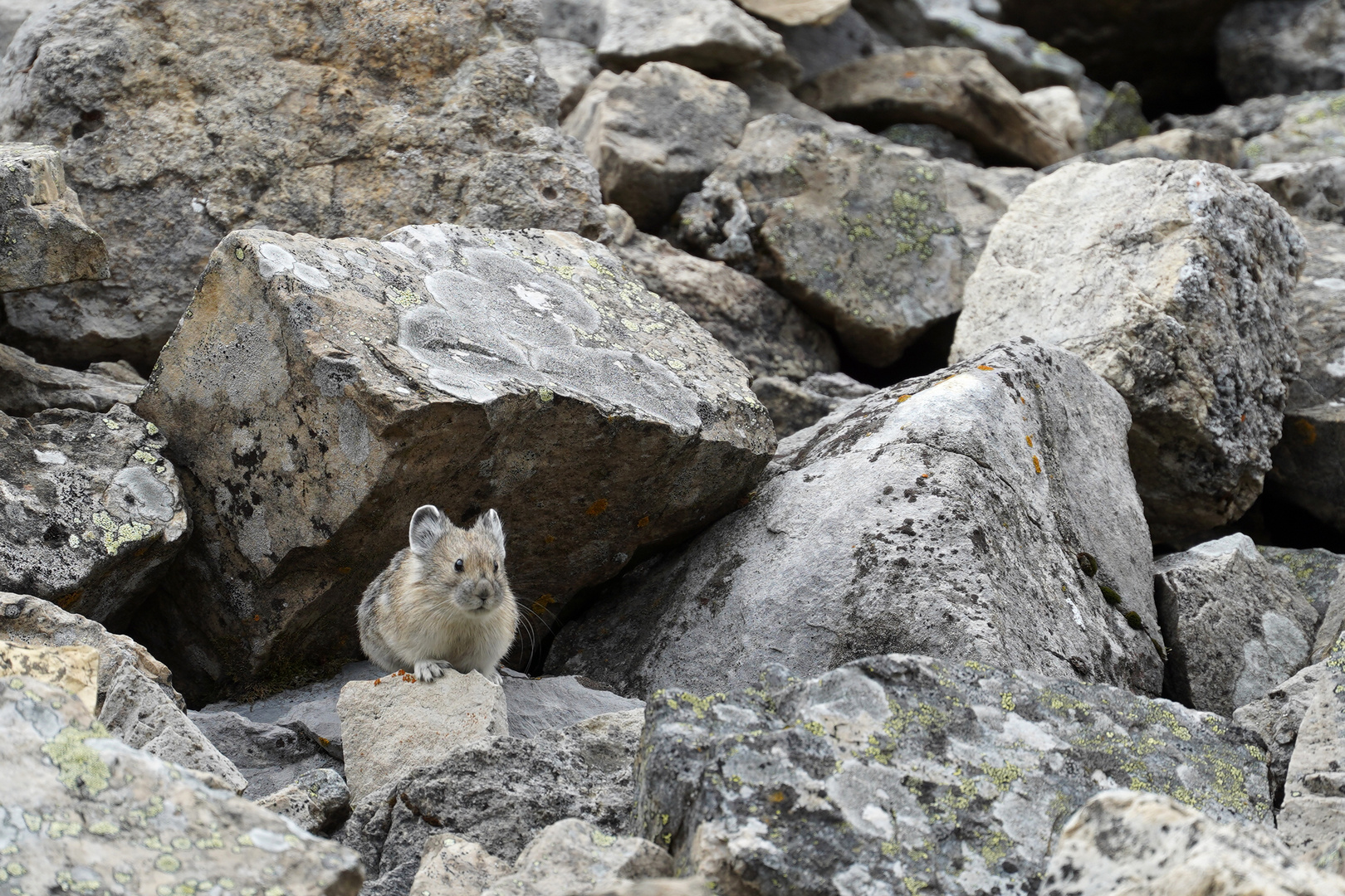 Pika