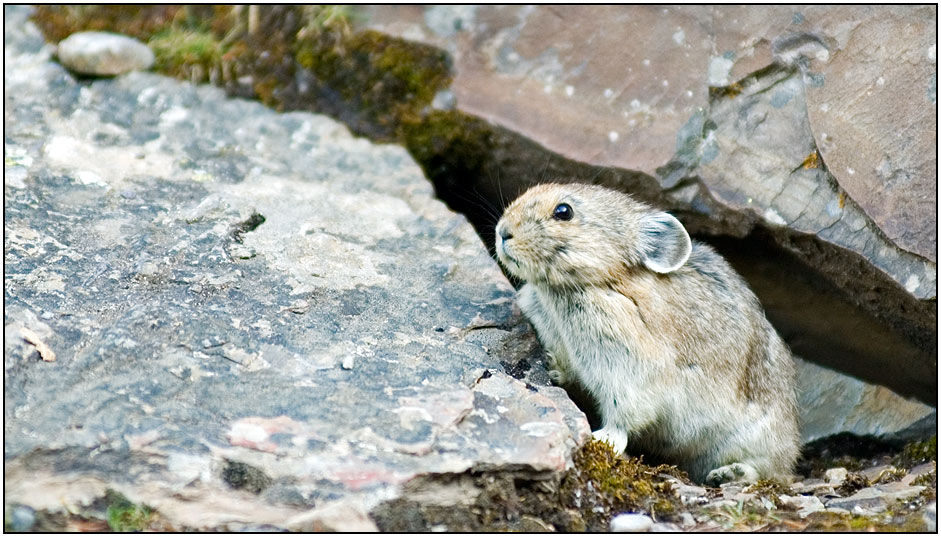 Pika, das Felskaninchen