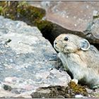 Pika, das Felskaninchen