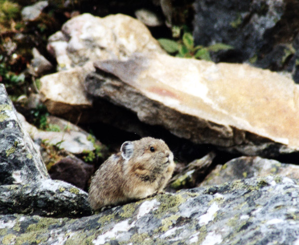 Pika