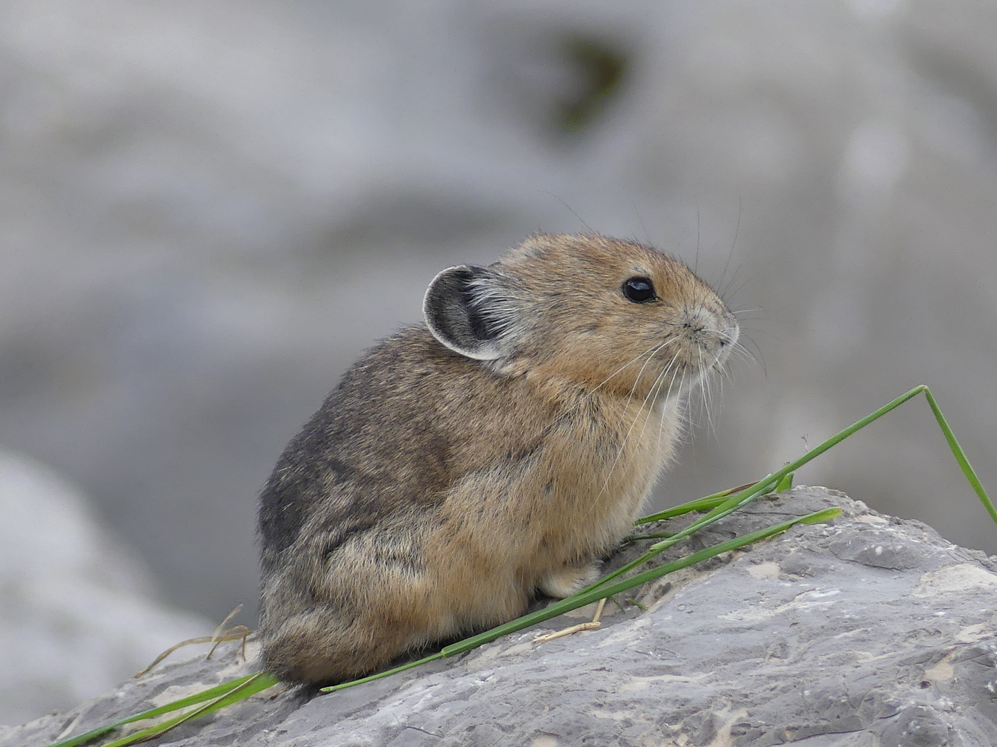 Pika im Jasper National Park