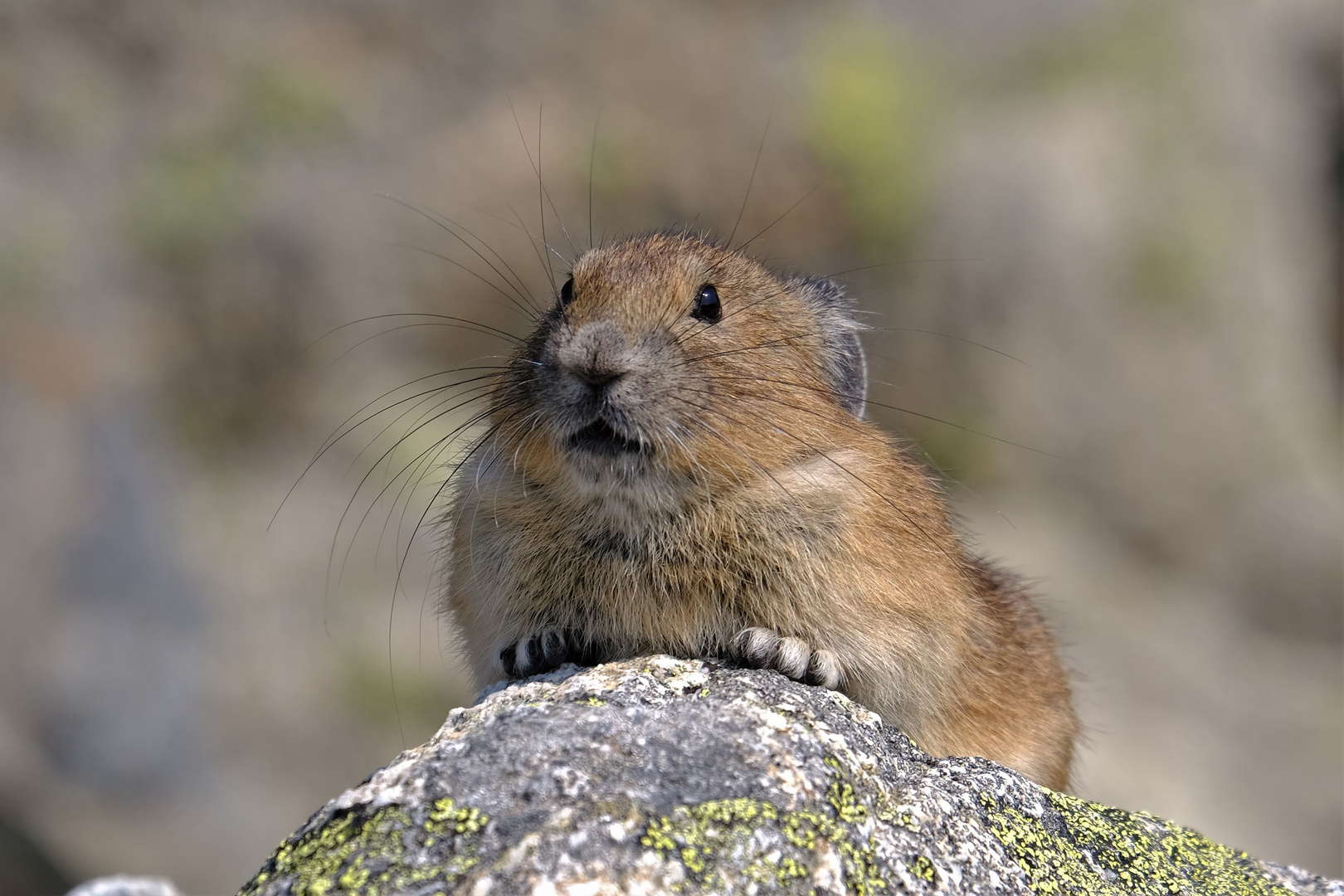 Pika in Kanada - eine seltene Begegnung