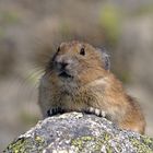 Pika in Kanada - eine seltene Begegnung