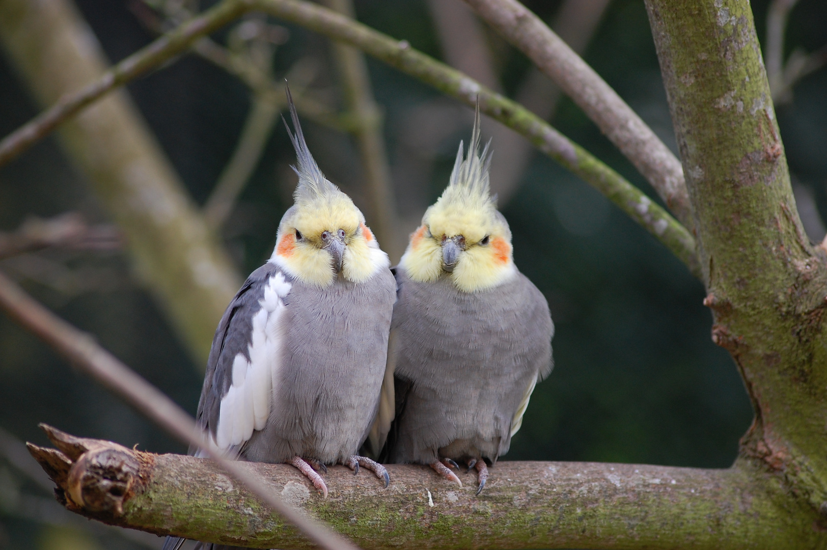Pikachu ) Foto & Bild tiere, zoo, wildpark & falknerei, vögel Bilder