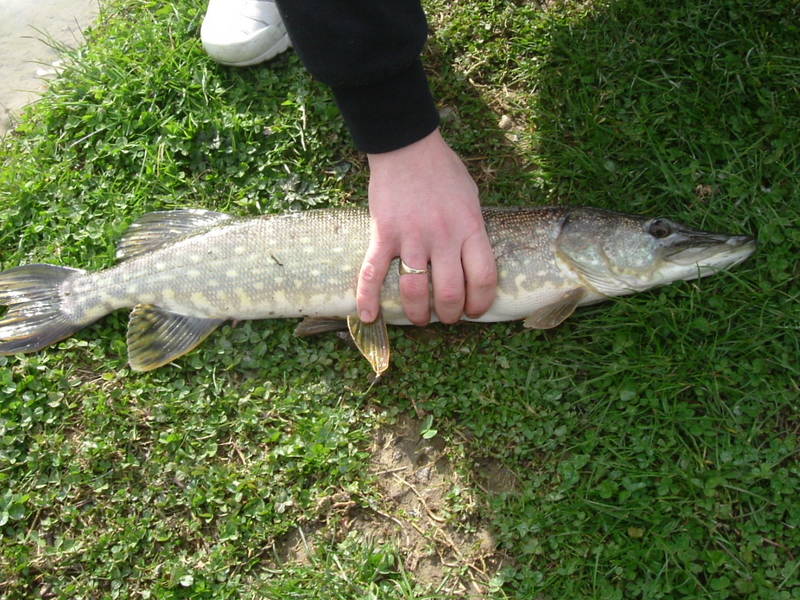 Pike