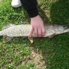 Pike