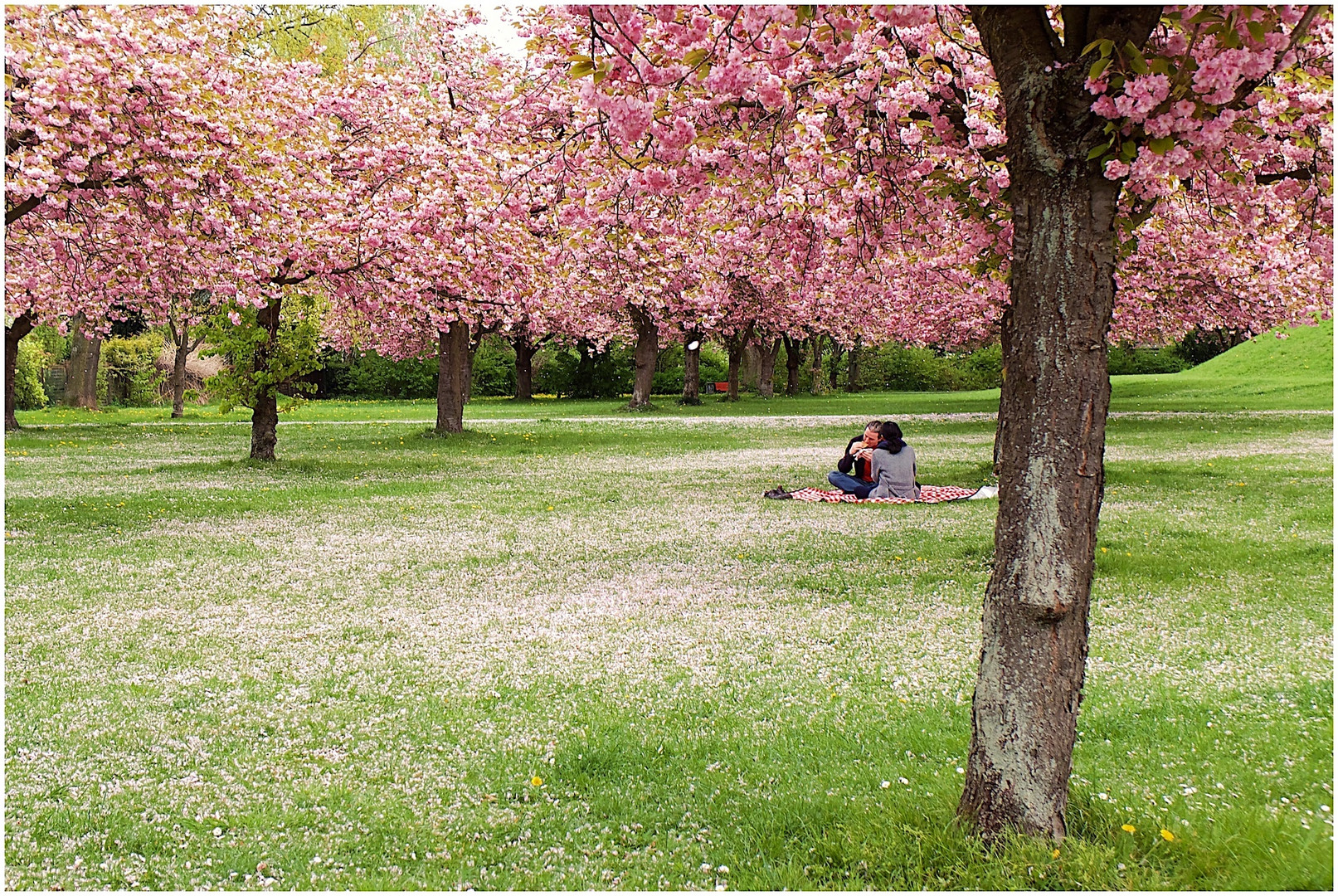 Piknik in der Kirschblüte