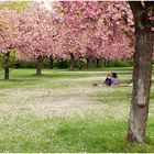 Piknik in der Kirschblüte