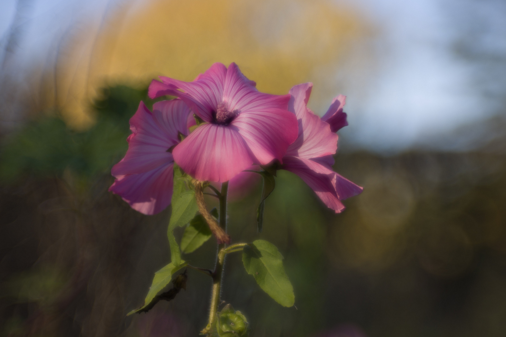 piktorialistischer Hibiskus