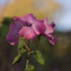 piktorialistischer Hibiskus