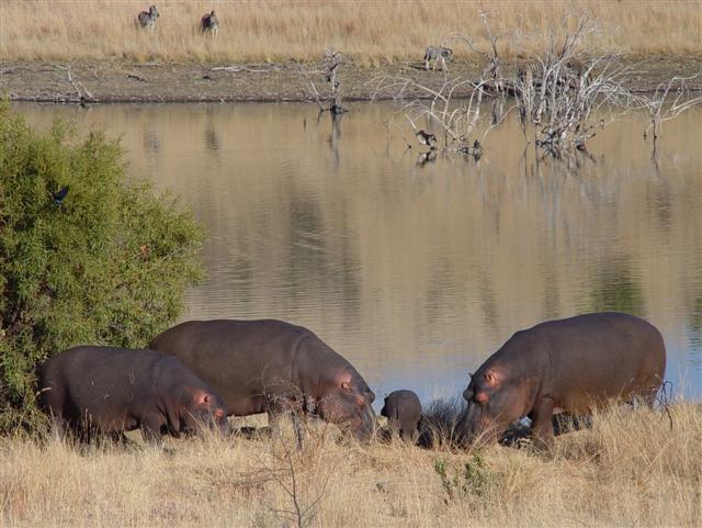 Pilanesberg Hippos