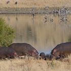 Pilanesberg Hippos