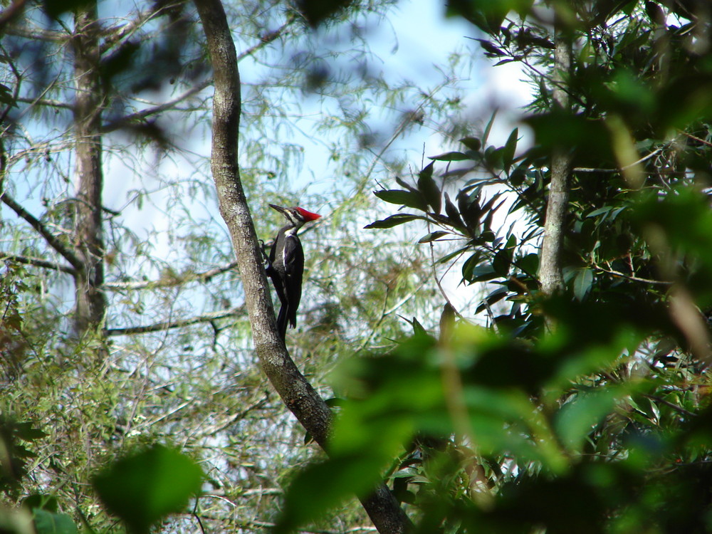 Pilated Woodpecker im Corkscrewswamp bei Ft. Myers in Florida im Oktober 2007