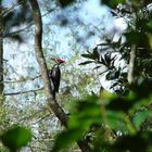 Pilated Woodpecker im Corkscrewswamp bei Ft. Myers in Florida im Oktober 2007