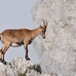 Pilatus Steinbock 01