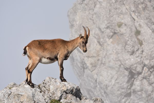 Pilatus Steinbock 01