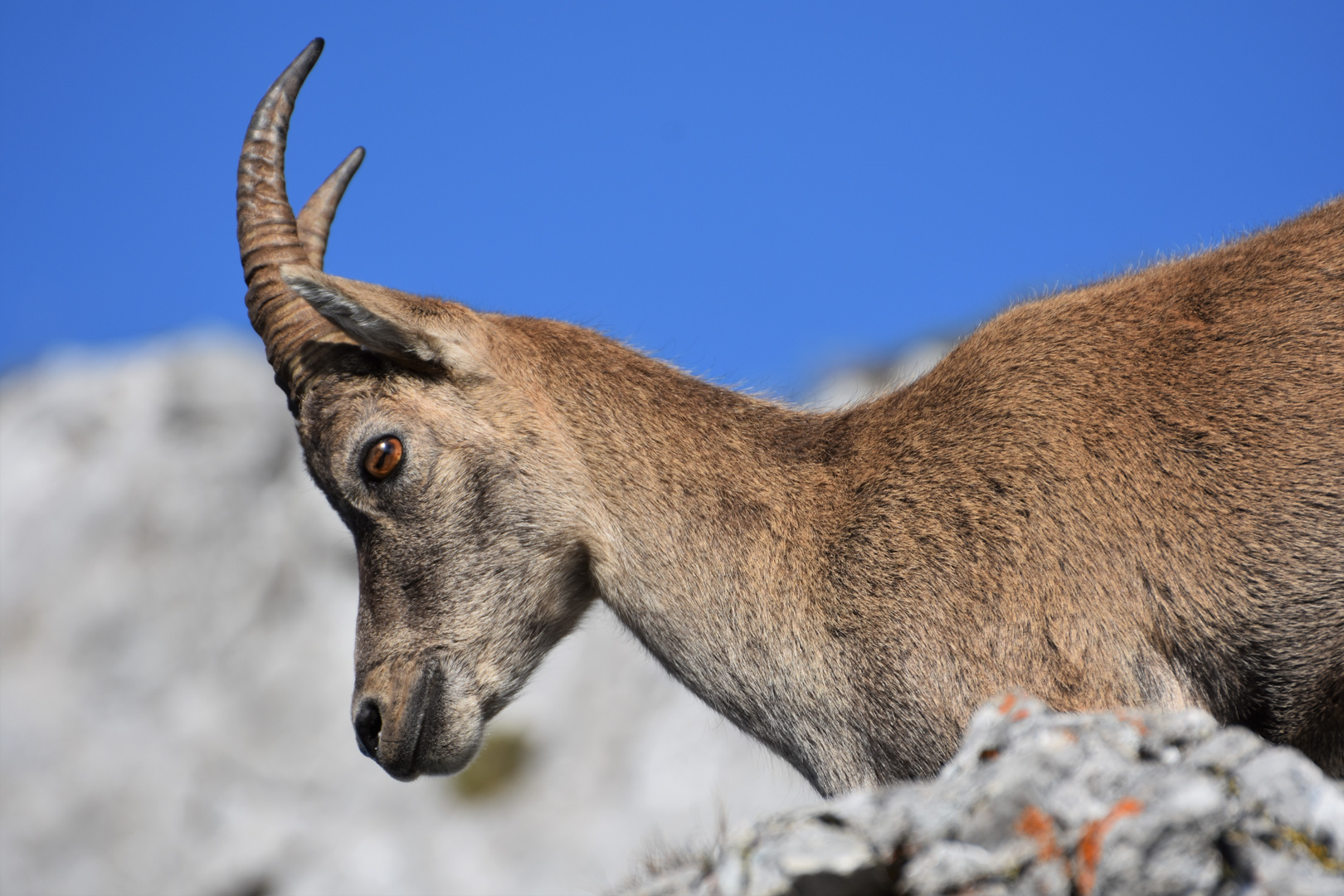 Pilatus Steinbock 02