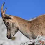 Pilatus Steinbock 02