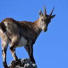 Pilatus Steinbock 03