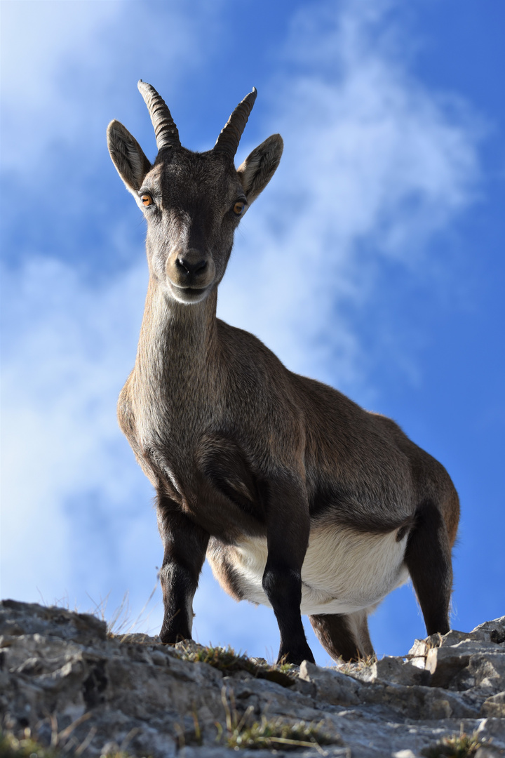 Pilatus Steinbock 04