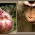 Pile ou face ! - Macaque au parc zoologique et forestier de Nouméa