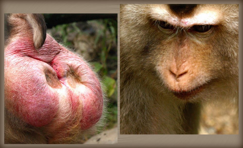 Pile ou face ! - Macaque au parc zoologique et forestier de Nouméa