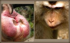 Pile ou face ! - Macaque au parc zoologique et forestier de Nouméa