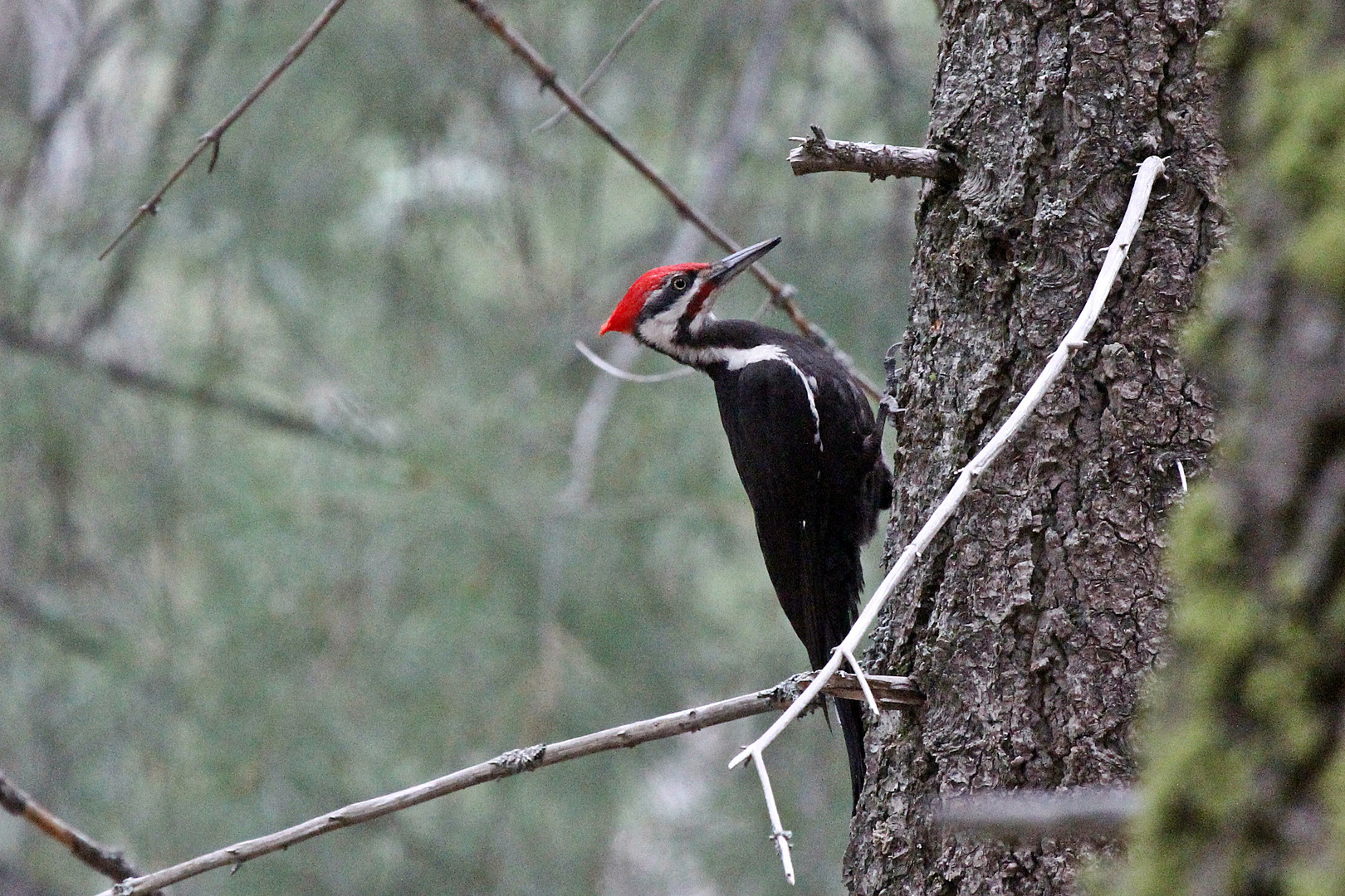 Pileated Woodpecker