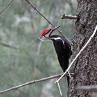 Pileated Woodpecker