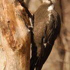 Pileated Woodpecker (Dryocopus pileatus)