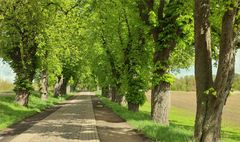 Pilgerallee Ahrensberg