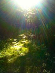 Pilgrims Way Into The Light