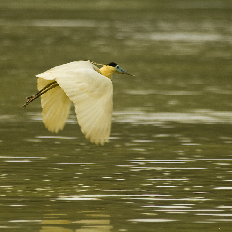 pilherodius pileatus / kappenreiher