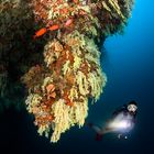 Pillar of Corals