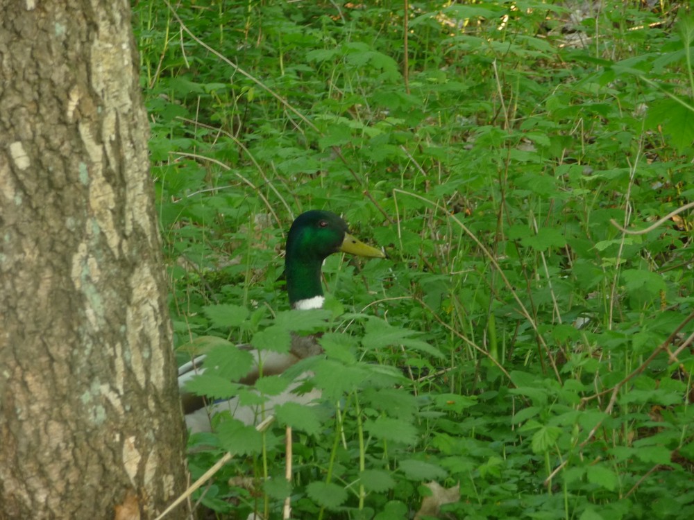 Pillehuhn auf der Flucht