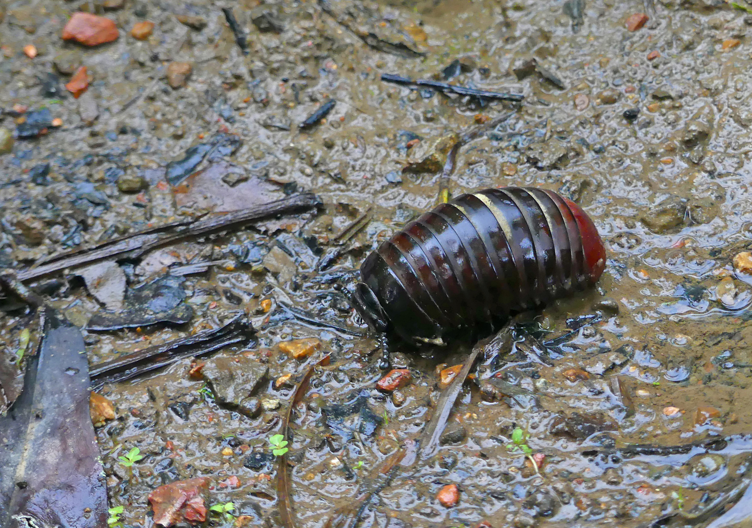 Pillen-Tausendfüssler