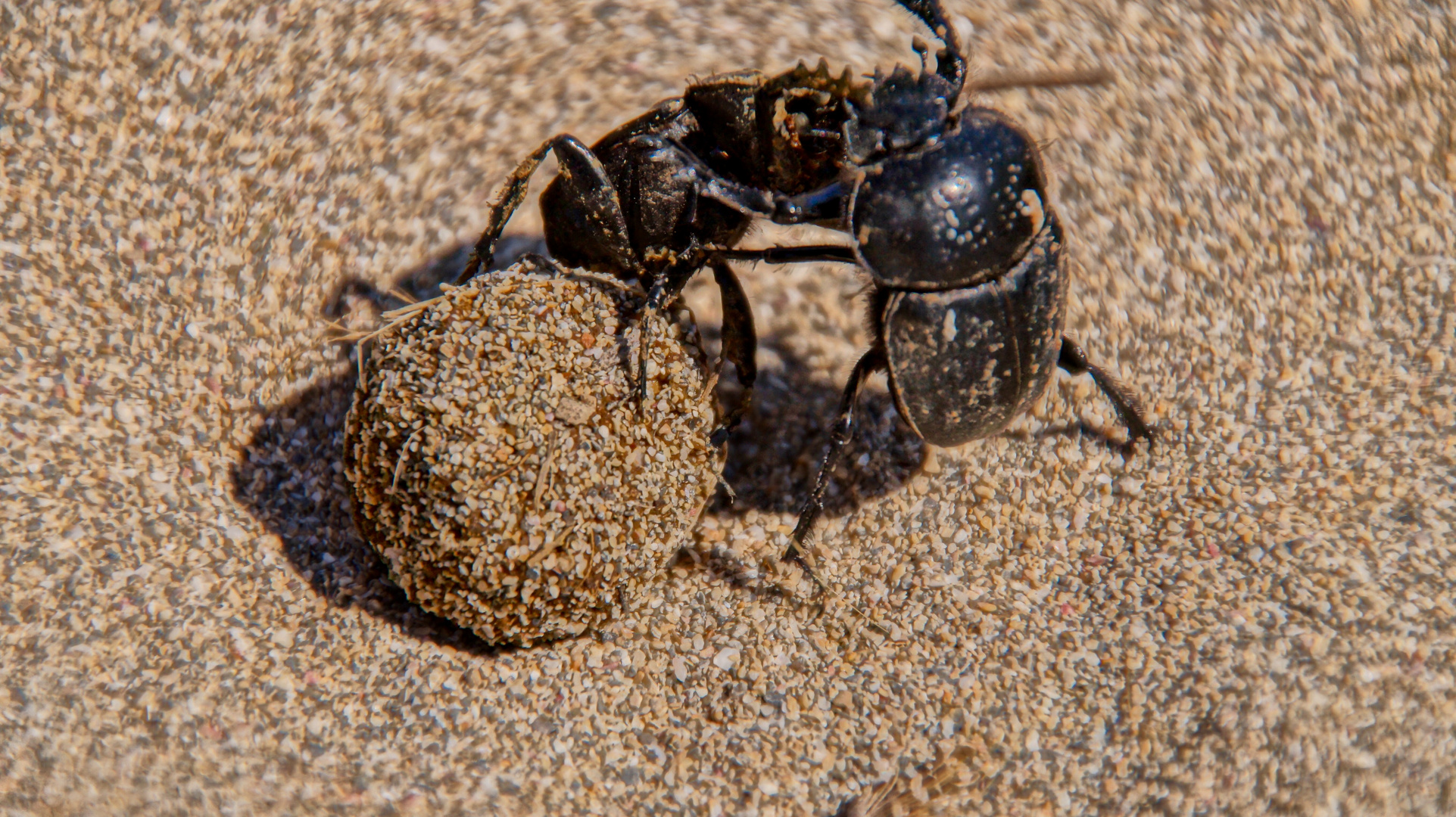 Pillendreher kämpfen um Kotkugel am Strand