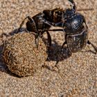 Pillendreher kämpfen um Kotkugel am Strand