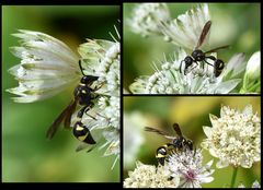 Pillenwespe, Töpferwespe (Eumenes papillarius) auf Sterndolde (Astrantia major)