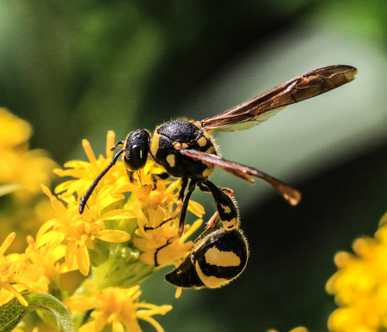 Pillenwespe_Eumenes pedunculatus