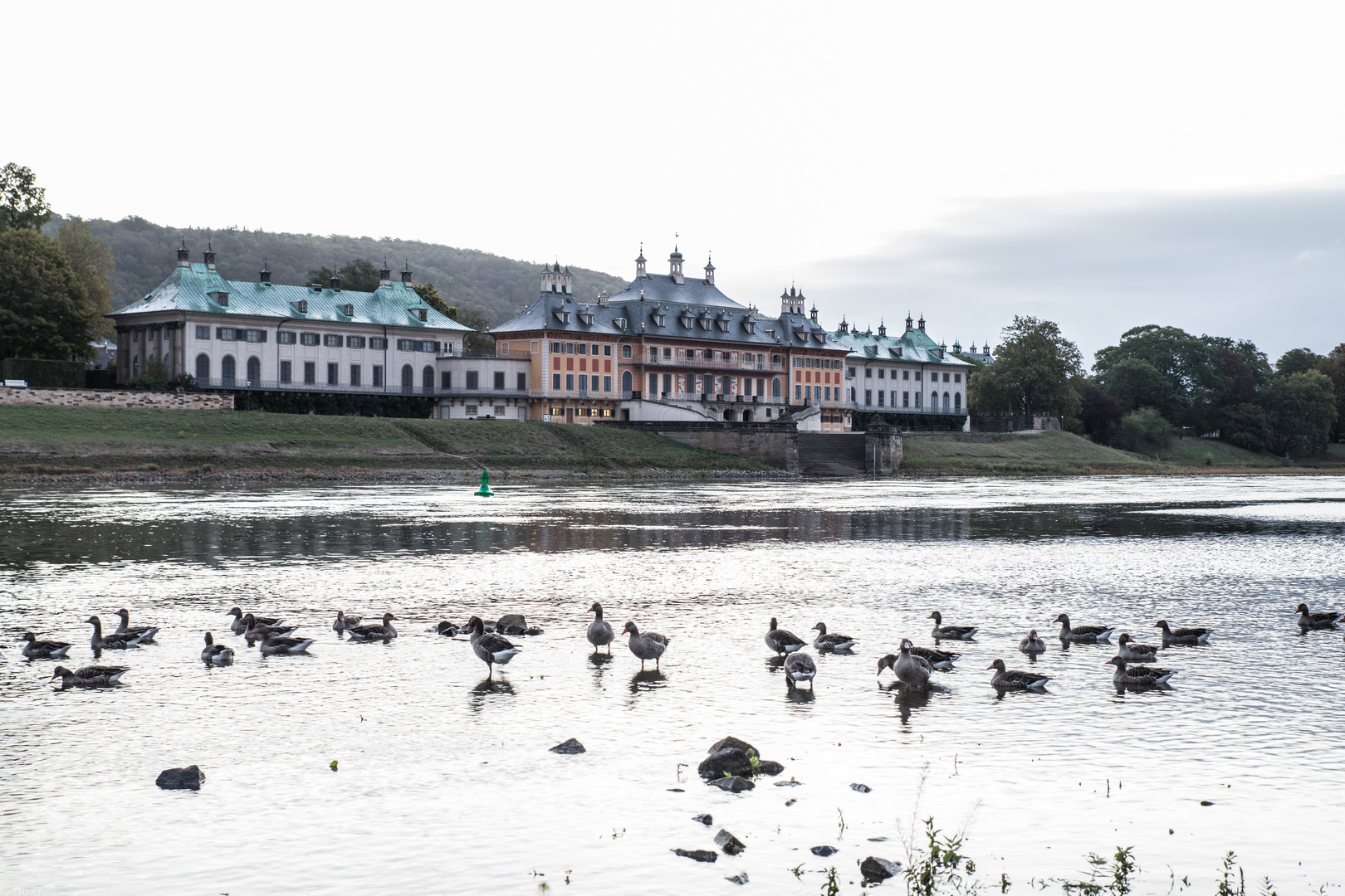 Pillnitz 1 - Gemeinsam mit Graugänsen vor dem Jagdschloss an der Elbe