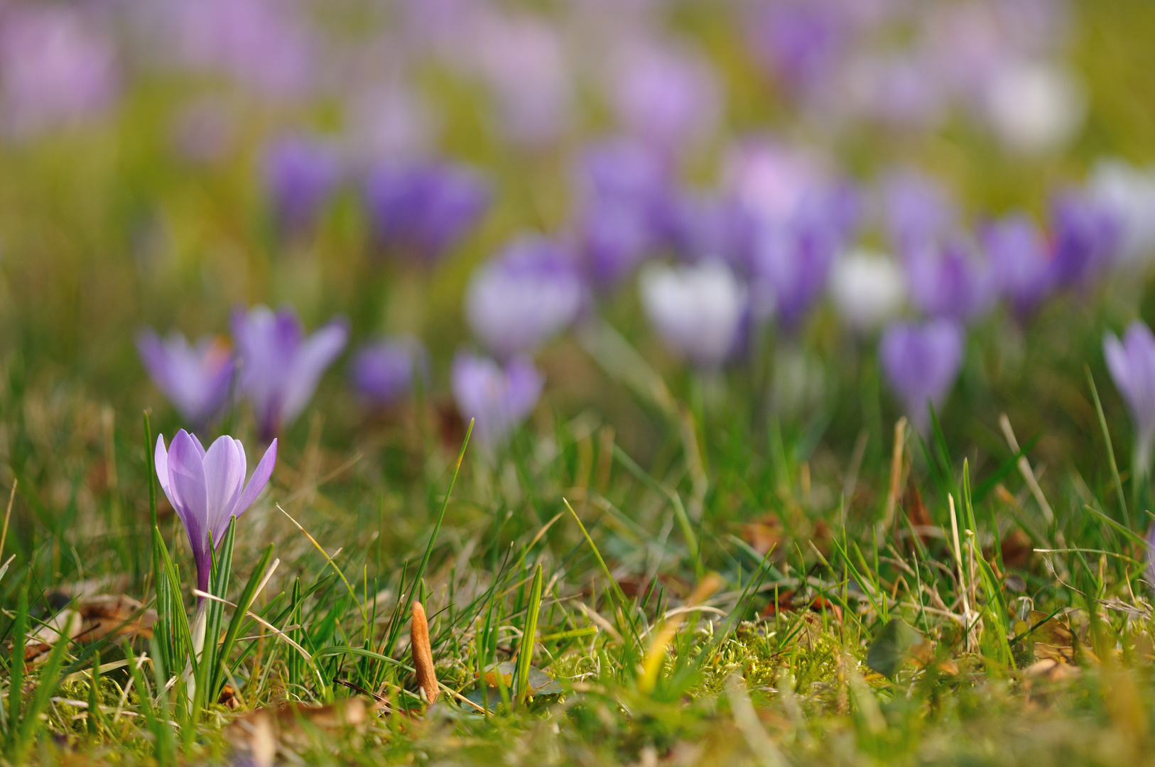 Pillnitzer Frühling