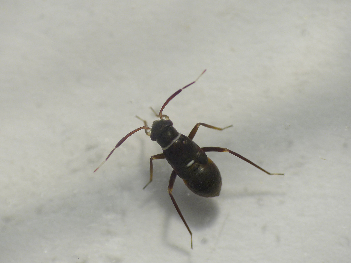 Pilophorus perplexus - Eine neue Weichwanze in unserem Garten