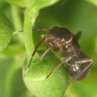 Pilophorus perplexus - Eine neue Weichwanze in unserem Garten