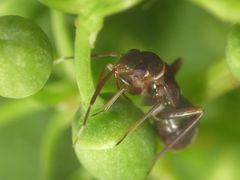 Pilophorus perplexus - Eine neue Weichwanze in unserem Garten