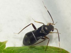 Pilophorus perplexus - Eine neue Weichwanze in unserem Garten