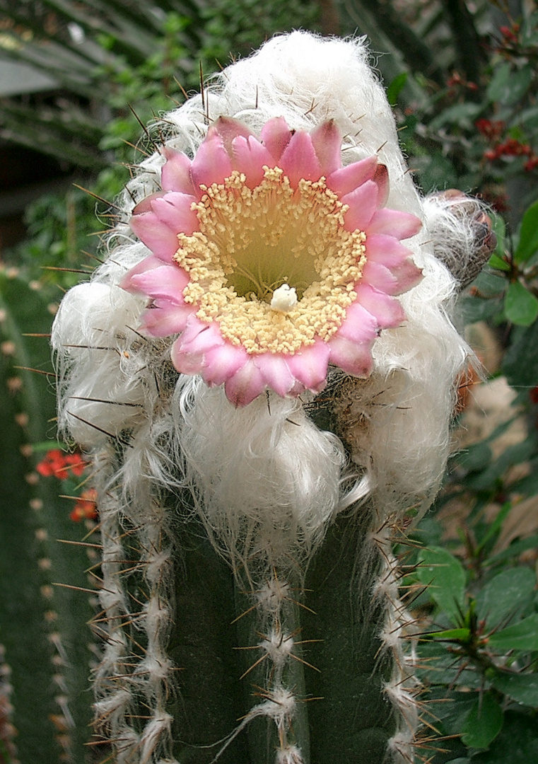 Pilosocereus leucocephalus 