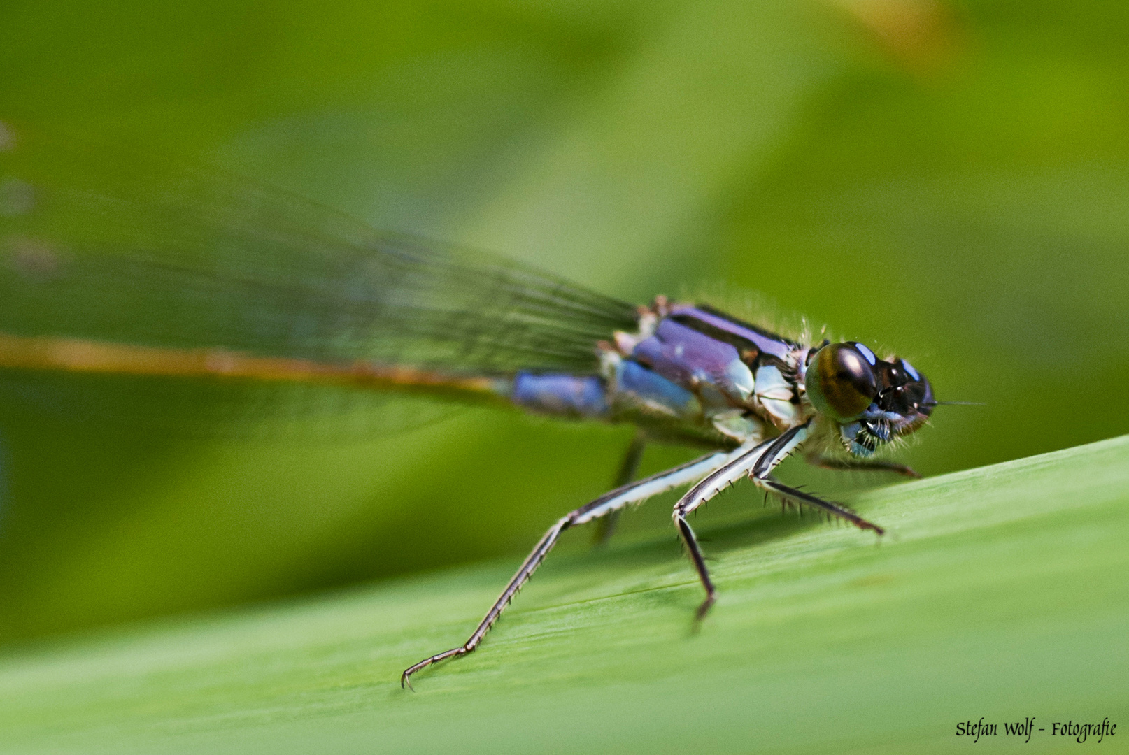 Pilot in blau