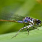 Pilot in blau