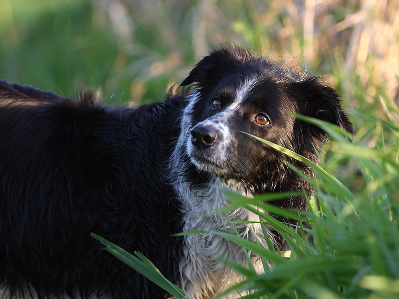 Pilot the Border-Collie